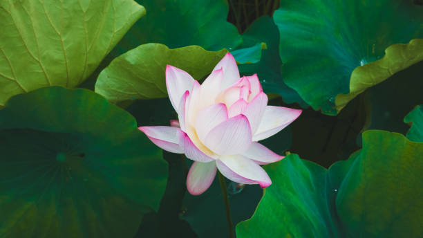 istock Beautiful flower 