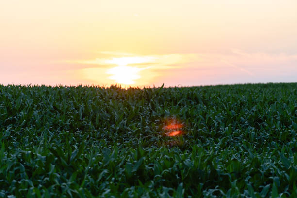 Agricultural corn field at sunset.