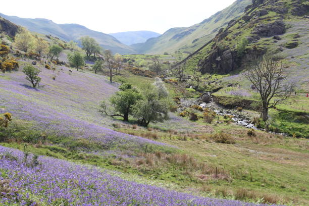 istock Bluebells in the Rannerdale valley, Lake District in spring 2162072174