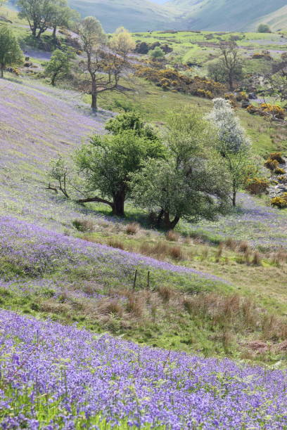 istock Bluebells in the Rannerdale valley, Lake District in spring 2162072205