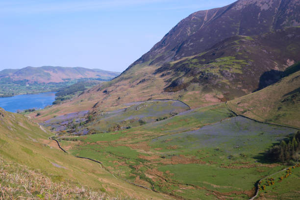 istock Bluebells in the Rannerdale valley, Lake District in spring 2162074566