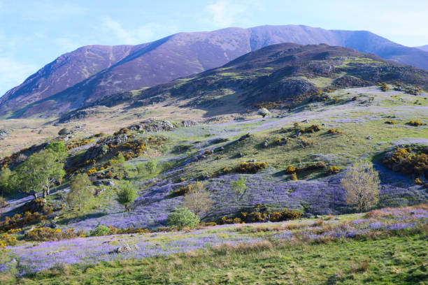 istock Bluebells in the Rannerdale valley, Lake District in spring 2162074873
