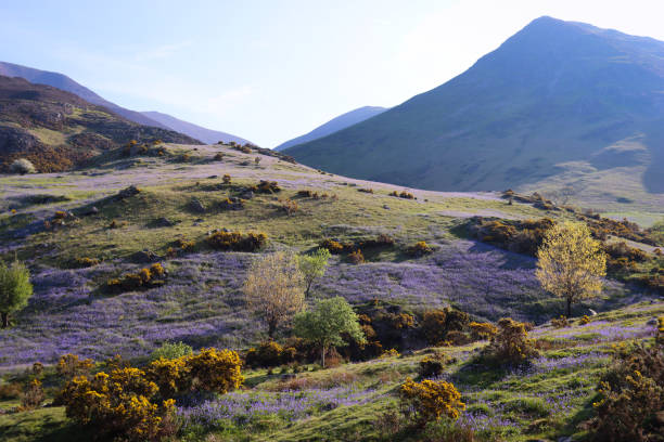 istock Bluebells in the Rannerdale valley, Lake District in spring 2162074908