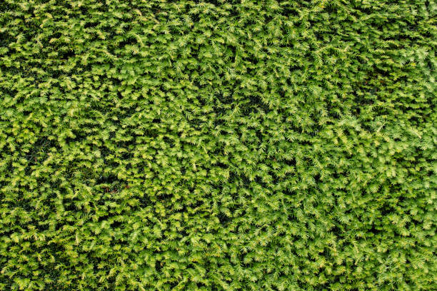 istock texture of green plant wall 2162075342