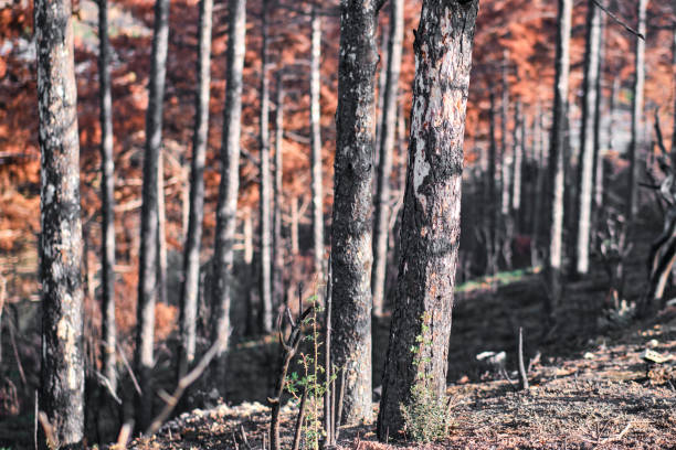 Close-up view of charred trees in a forest in Legarda, Navarra, showing the devastation caused by a wildfire.