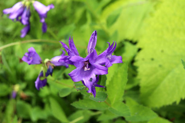 Inflorescence of blooming Campanula bellflowers against the background of leaves with a small beetle on a petal - horizontal photo, close-up