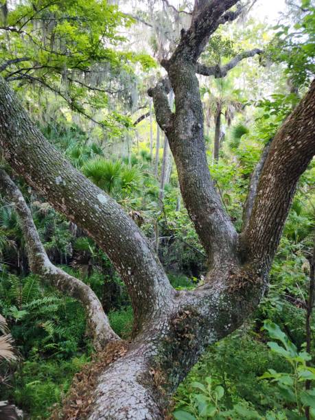 istock Scenic view of a dense forest with a large tree trunk in the foreground. 2162077326