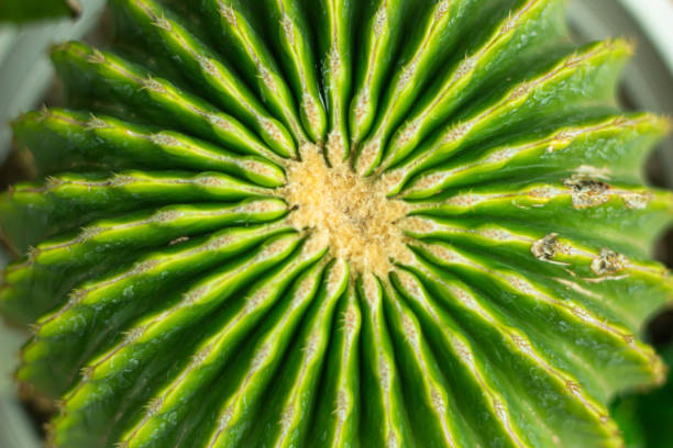 Close up of Echinocactus grusonii cactus, Thailand