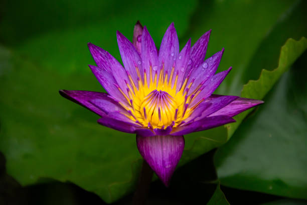 istock Purple lotus blooming in a pound. 2162077394