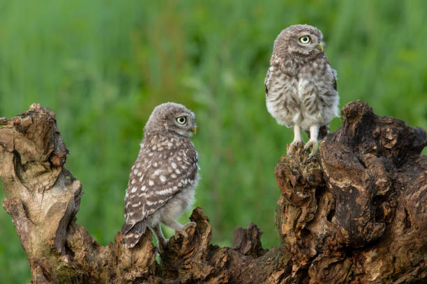 istock Little Owl juvenile on a branch 2162077595