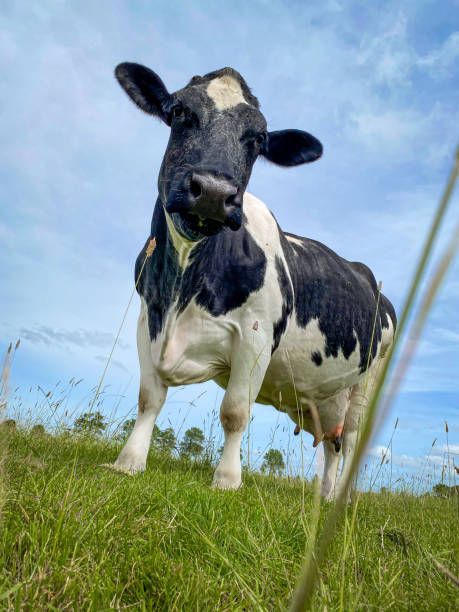 istock Cow on Green Meadow under Blue Sky 2162079192