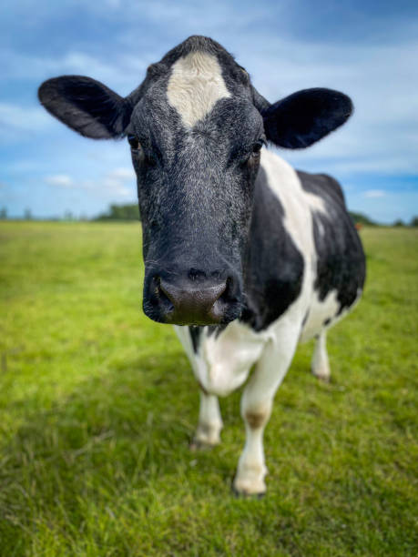 istock Cow on Green Meadow under Blue Sky 2162079267