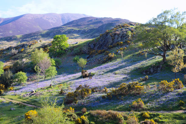 Bluebells in the Rannerdale valley, Lake District in spring