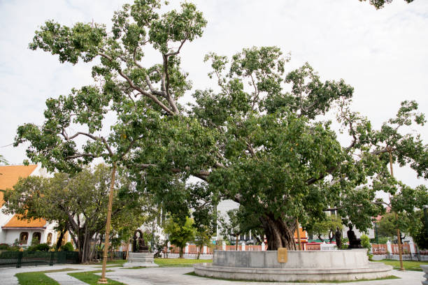 Bangkok, Thailand- 17 Feb, 2023: Giant Bodhi tree in Wat Benchamabophit Dusitwanaram. It also known as The Marble Temple, is one of Bangkok's most beautiful temples