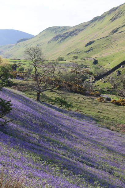 istock Bluebells in the Rannerdale valley, Lake District in spring 2162082748