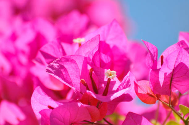 istock Beautiful bougainvillea flowers 2162082983