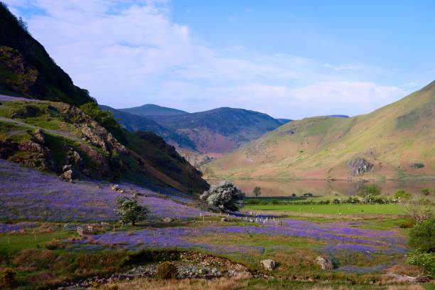 istock Bluebells in the Rannerdale valley, Lake District in spring 2162083172