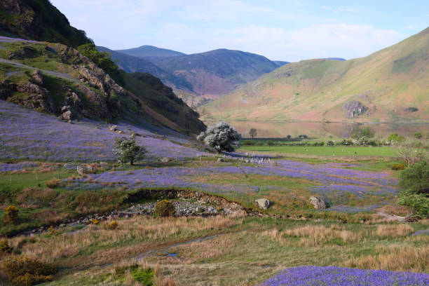 istock Bluebells in the Rannerdale valley, Lake District in spring 2162083218