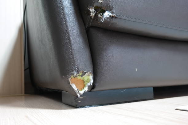 istock Corner of sofa damaged by dog bite 2162083760