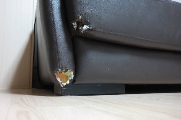 istock Corner of sofa damaged by dog bite 2162083763
