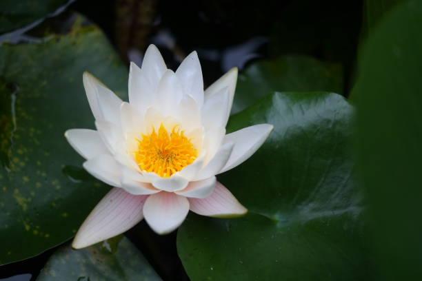 istock white and pure lotus flower bloomed 2162085150