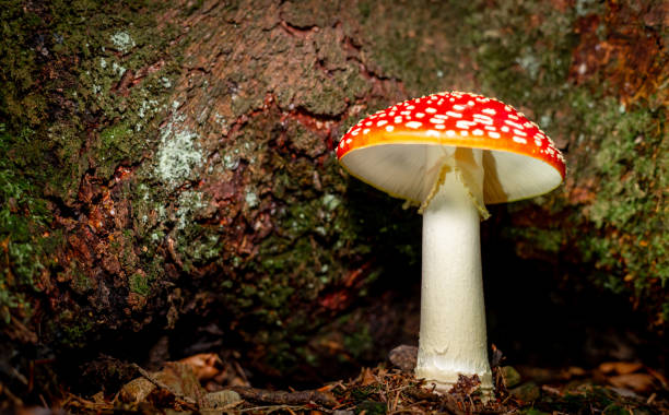 istock Close-up of a fly agaric growing in the forest. 2162085544