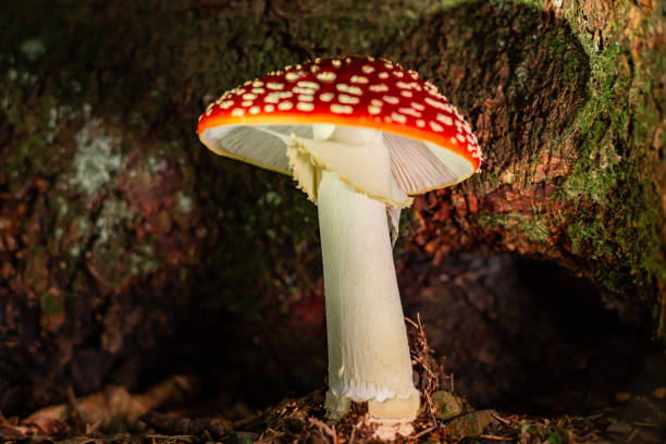 Close-up of a fly agaric growing in the forest.
