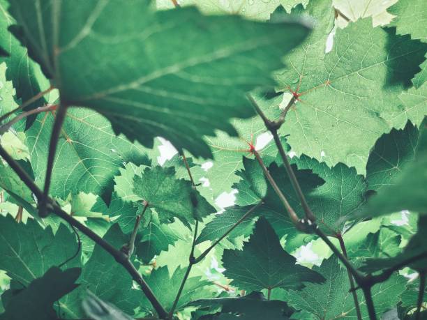 istock Beautiful of grapes green leaves 2162085663