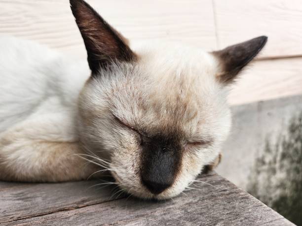 Beautiful of white cat sleep