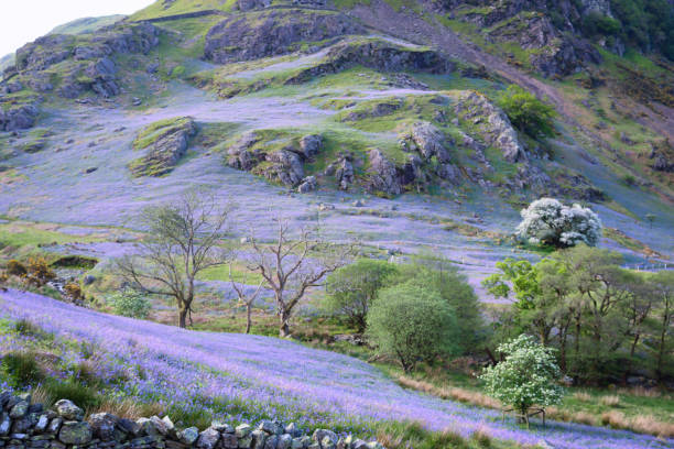 istock Bluebells in the Rannerdale valley, Lake District in spring 2162086484
