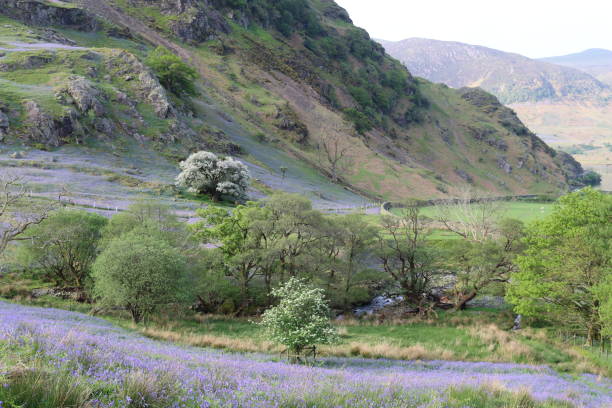 istock Bluebells in the Rannerdale valley, Lake District in spring 2162086625
