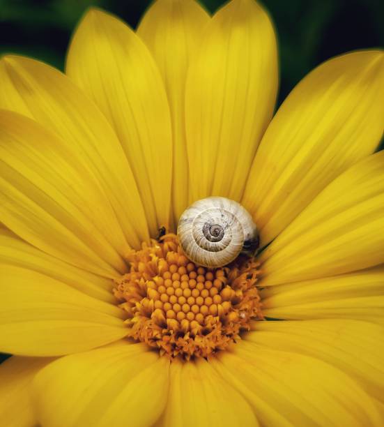 Small snail shell on yellow flower pollen