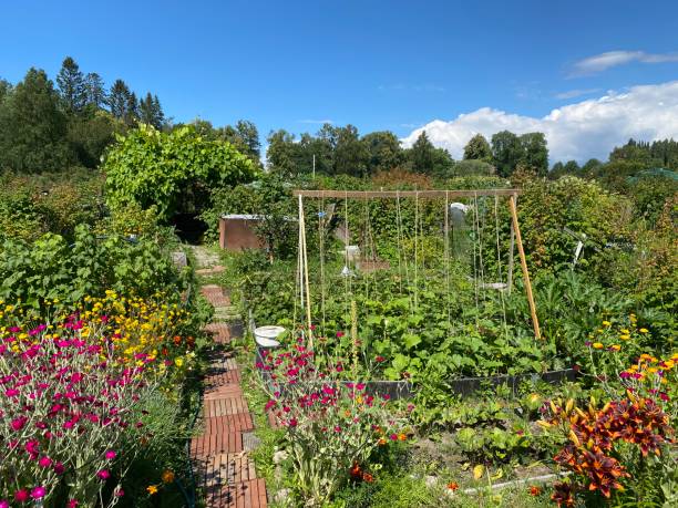 istock Summer Garden in Finland 2162087573