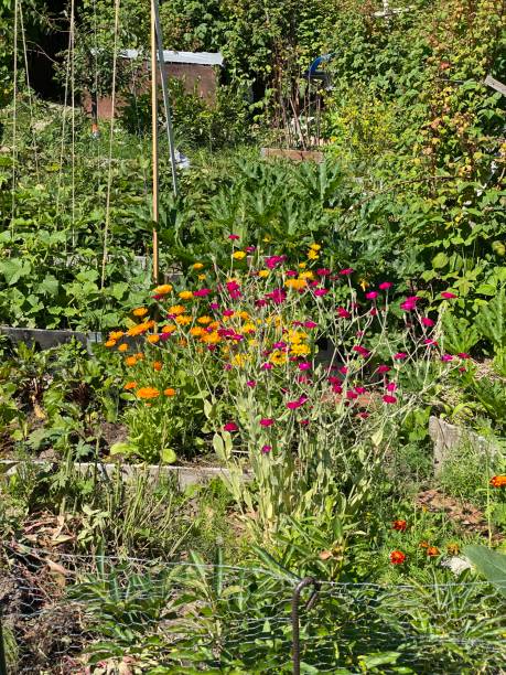 istock Summer Garden in Finland 2162087775