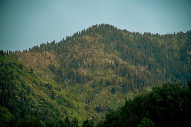 Landscape of spruces in the mountains