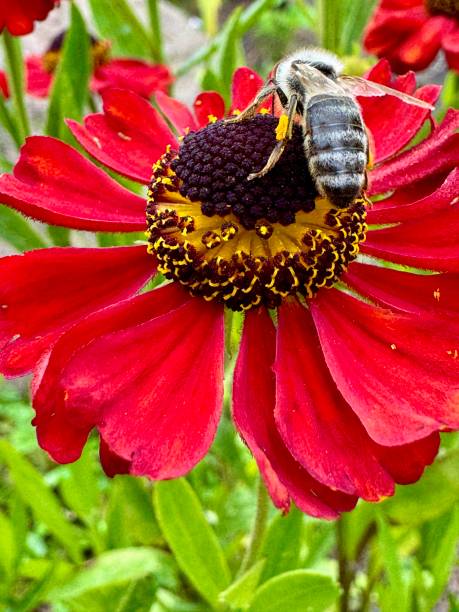 Close-up of bee feeding on red flower
