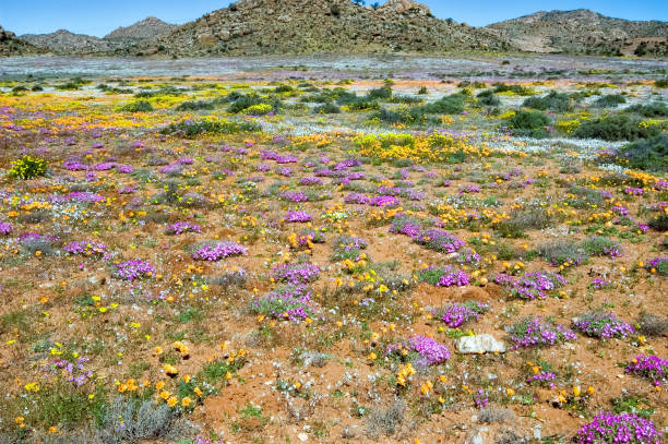 istock Fields of wild flowers with a mountain backdrop, at Goegap 2162091953