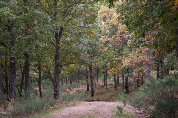 istock A serene forest path surrounded by lush green trees with autumn leaves 2162093192