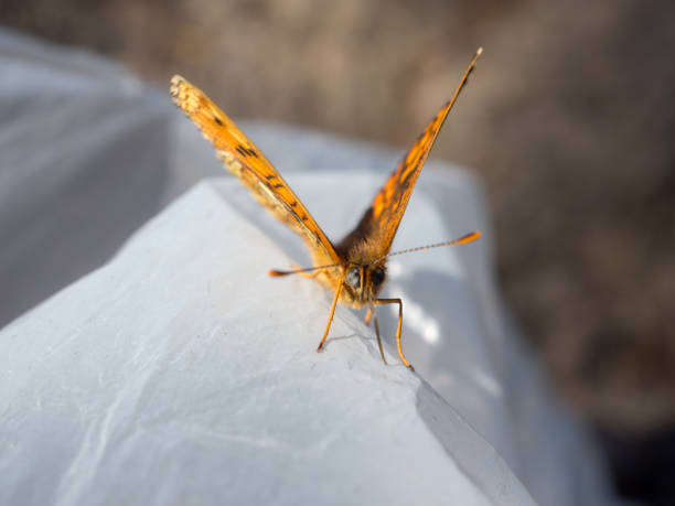 istock closeup portrait of a butterfly 2162093338