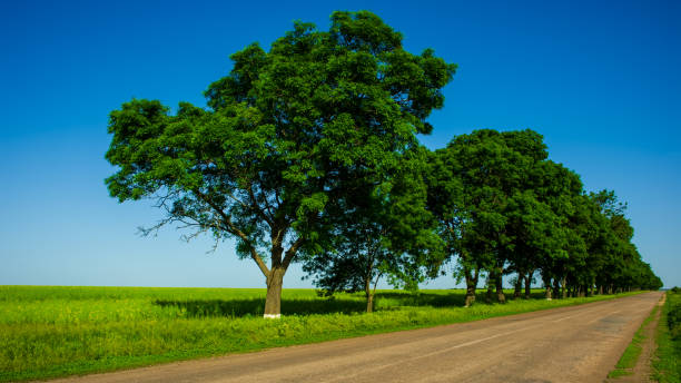 istock Grove of deciduous trees located along the old asphalt road. 2162093479