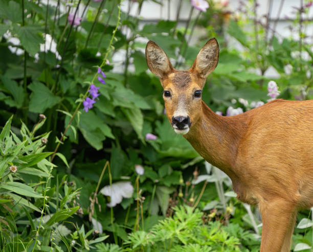 istock Roe deer in a back yard, Oslo Norway 2162093510