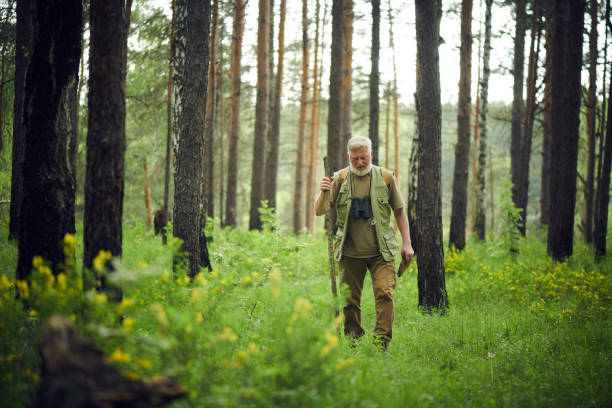 Wide shot of senior Caucasian traveler holding wooden stick wandering along mountain forest on summer day, copy space
