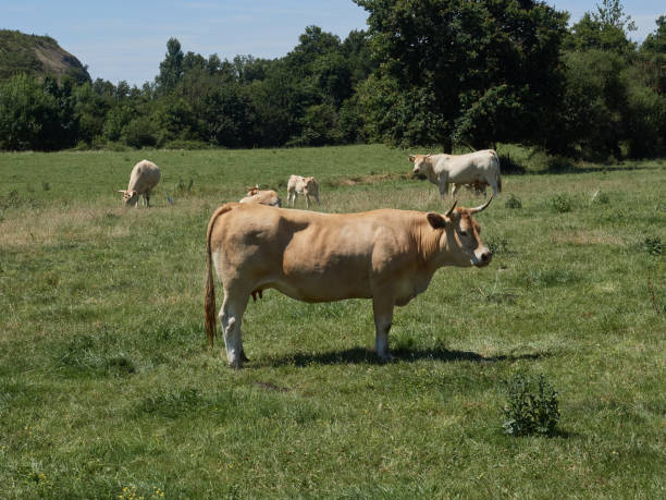 A large cow on a lush green field. The cow is in the foreground of the image and other cows are visible in the background, grazing on the field.