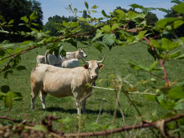 istock A Cow  in a Lush Green Pasture During the Day 2162094395