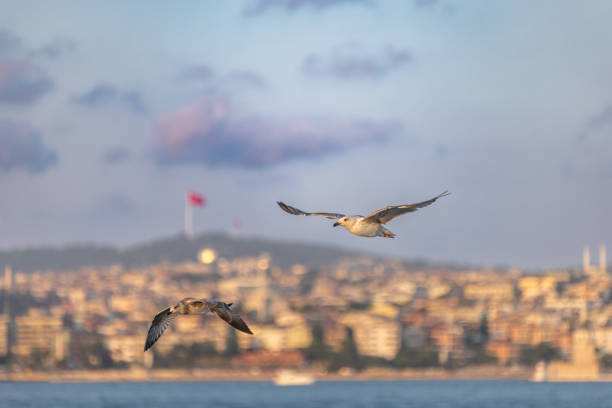 Istanbul cityscape with flying seagulls at sunset.