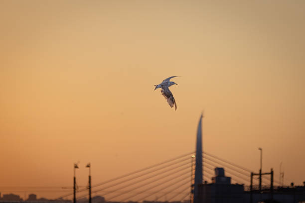 Flying seagull with Istanbul cityscape background.