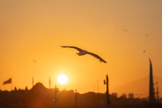 istock Istanbul cityscape with flying seagulls at sunset. 2162094777