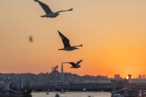istock Flying seagull with Istanbul cityscape background. 2162094809