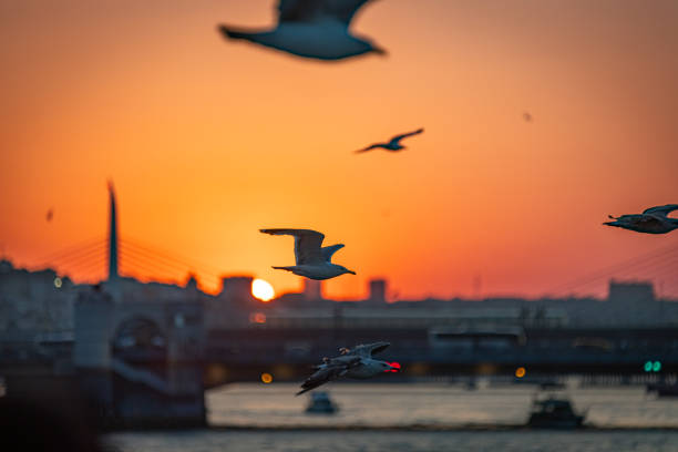 istock Flying seagull with Istanbul cityscape background. 2162094866