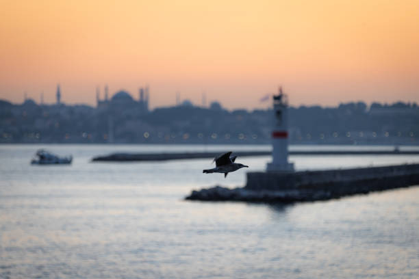 Istanbul cityscape with flying seagulls at sunset.